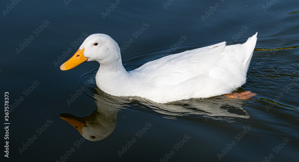 Close up of Aylesbury Pekin Peking Duck low level portrait with refection in lake
