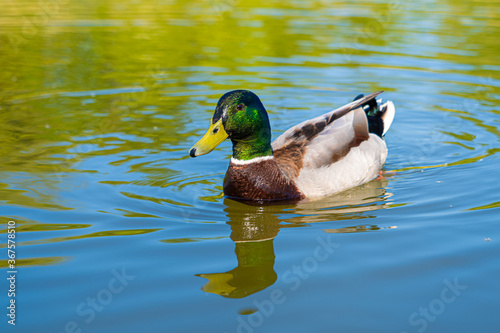 Close up of Male Drake Mallard Duck low level portrait with refection in lake