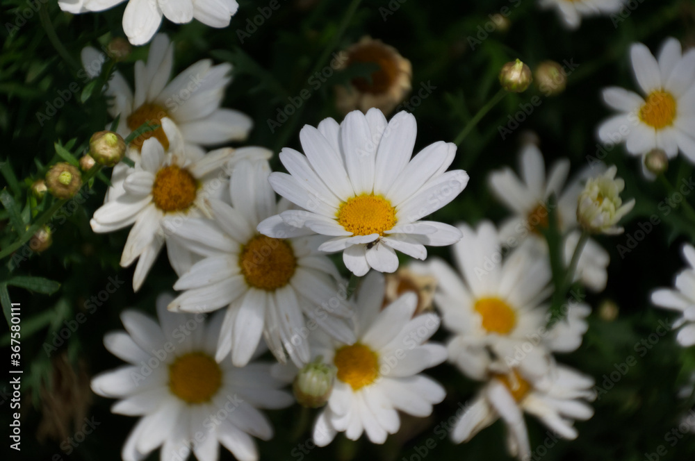 Daisies in a Garden Daisies in a Garden