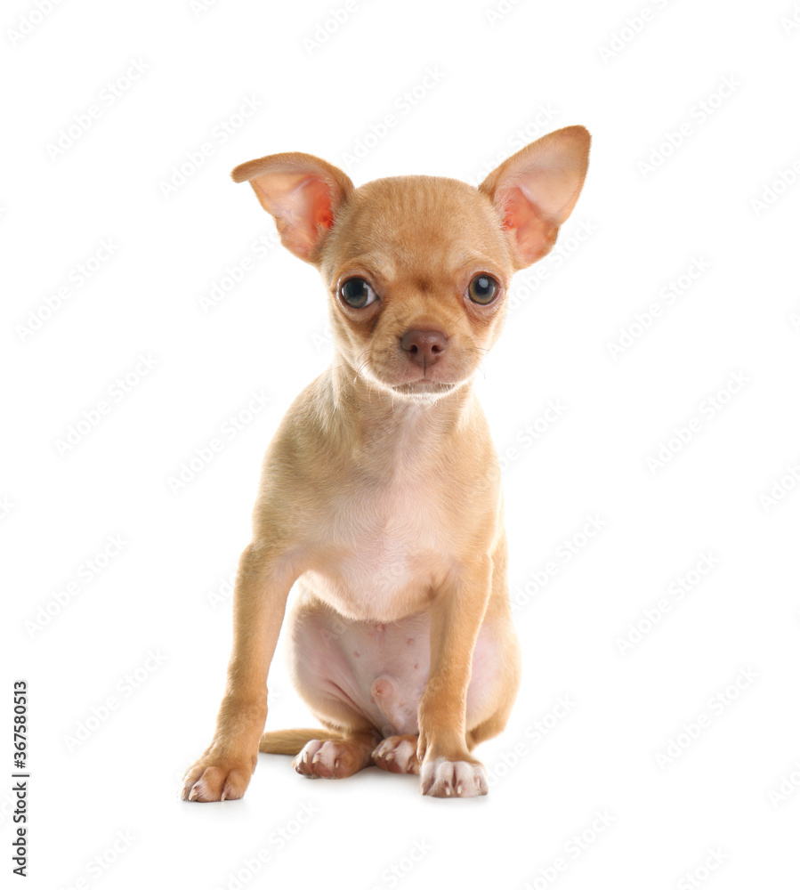 Obraz premium Cute Chihuahua puppy with toy on white background. Baby animal