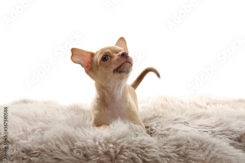 Cute Chihuahua puppy on faux fur. Baby animal