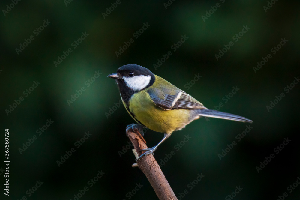 Fototapeta premium Parus major Great tit bird closeup