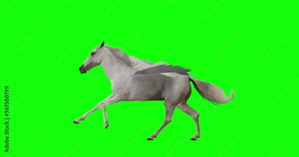 Pegasus and winged Unicorn running on a transparent background. The first running horse with horn, and the second without horn. Isolated and cyclic animation. Seamless loop. Green Screen Pegasus and winged Unicorn running on a transparent background. The first running horse with horn, and the second without horn. Isolated and cyclic animation. Seamless loop. Green Screen