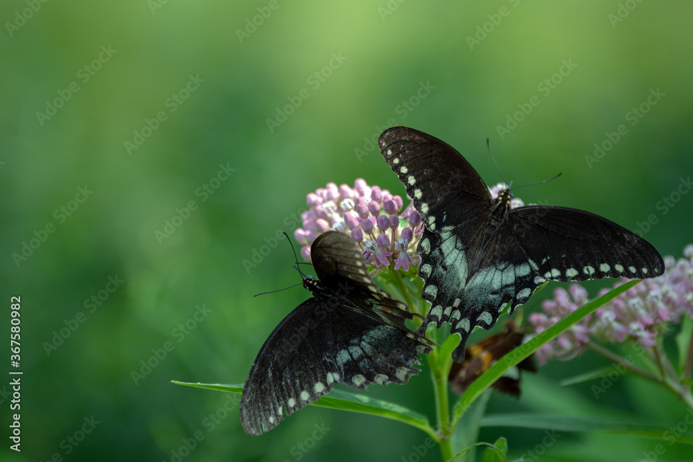 Fototapeta premium Two Tiger Swallowtail butterfiles take advantage of a milkweed for some afternoon delight near a lake in Oklahoma. A nice green defocused background allows for plent of copy space.