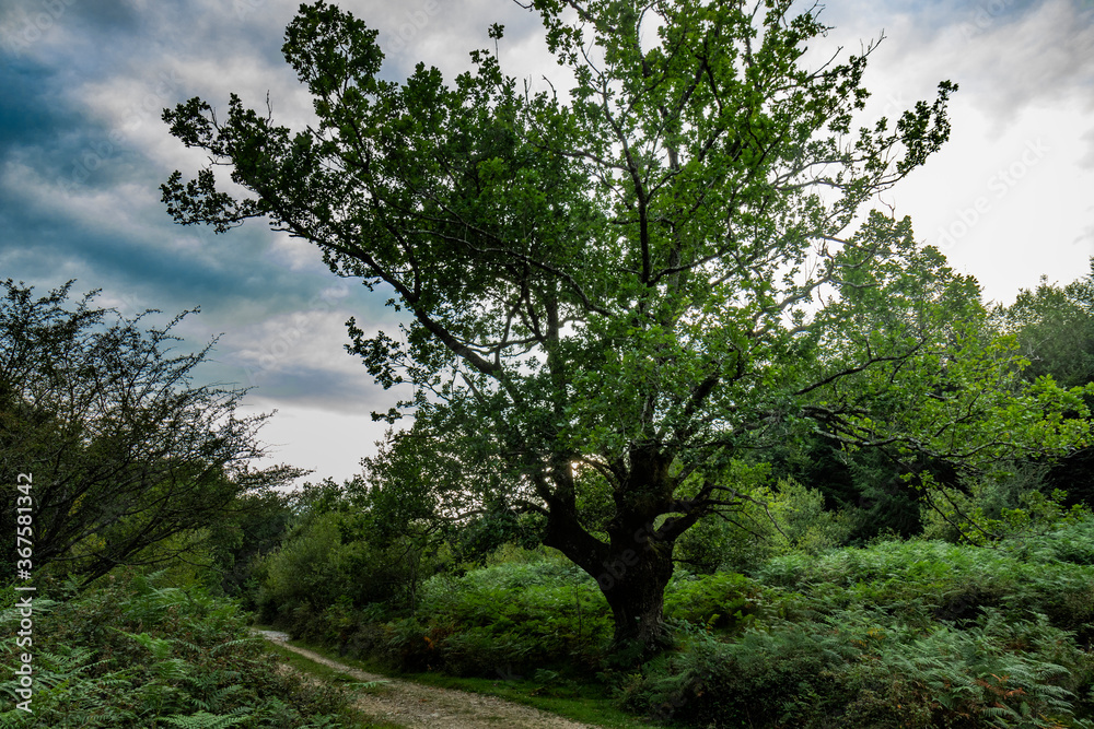 Zonas verdes, naturaleza del entorno de Zugarramurdi y Urdazubi Zonas verdes, naturaleza del entorno de Zugarramurdi y Urdazubi