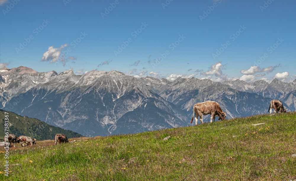 Kühe vor dem Bergpanorama