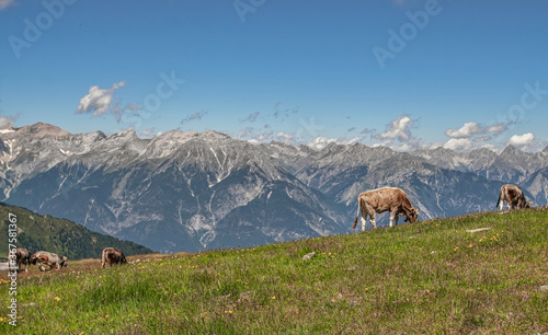 Kühe vor dem Bergpanorama photo