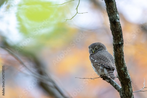 An Eurasian pygmy owl (Glaucidium passerinum), smallest owl in Europe sits on a branch. photo