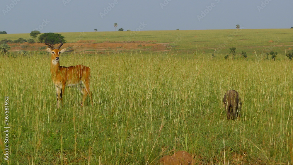 Naklejka premium Uganda Wildlife