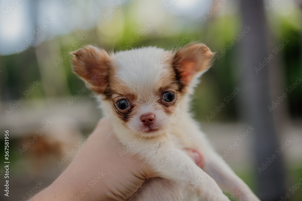 adorable small puppies purebred chihuahua