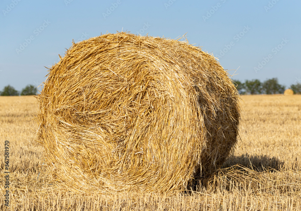 Wheat harvesting. Round bales of straw in the field. Wheat harvesting. Round bales of straw in the field.