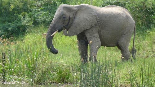 Elephant Africa Uganda
