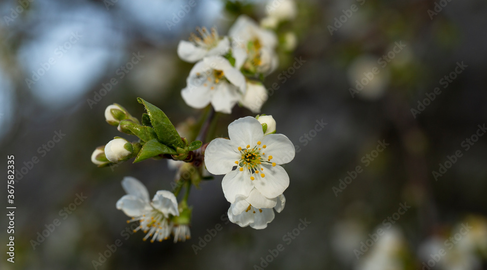 Cherry blossom. White flowers of a fruit tree close-up.