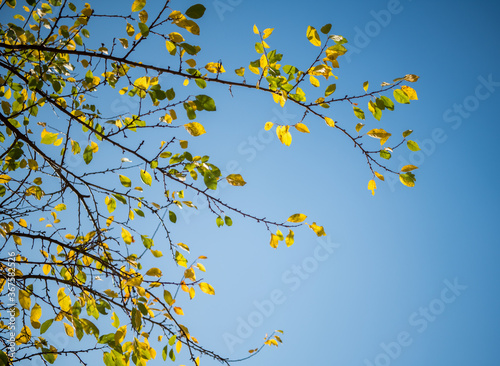 Colorful Autumn Leaves against blue sky