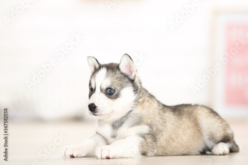 Husky puppy lying in room at home © 5second