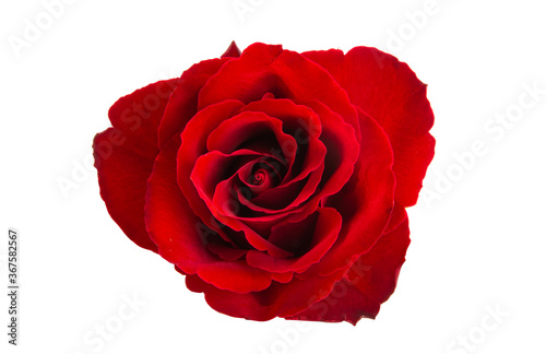 Fototapeta Naklejka Na Ścianę i Meble -  beautiful red roses isolated