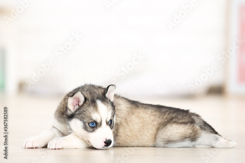 Husky puppy lying in room at home