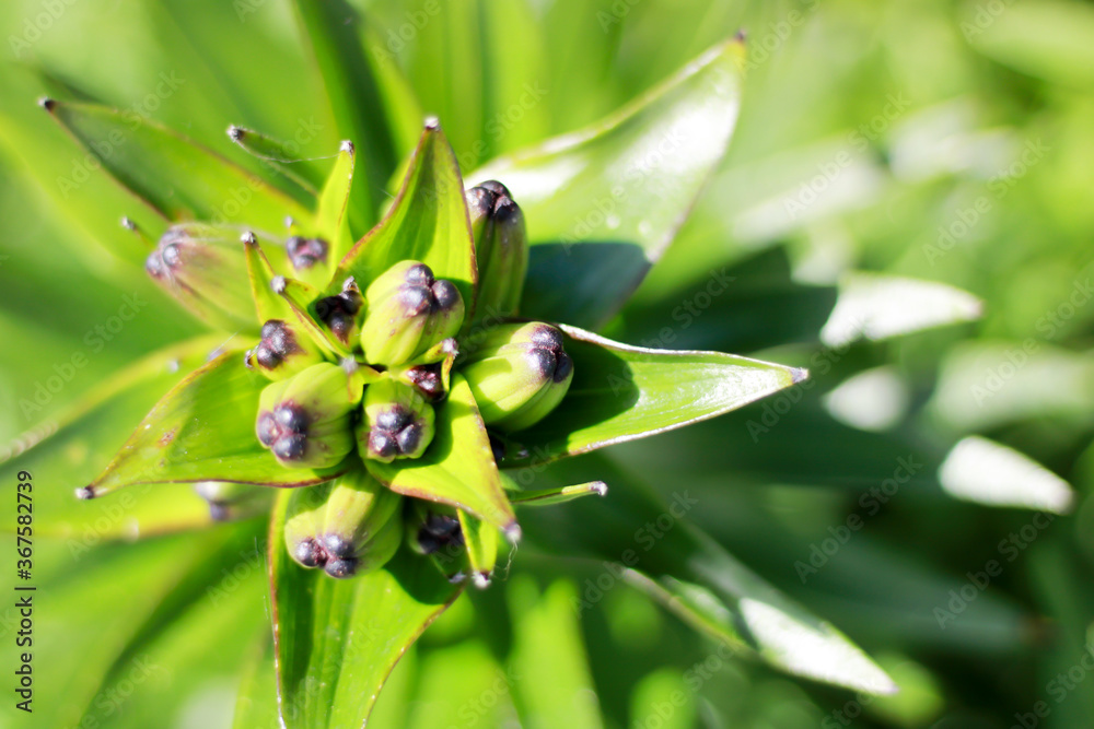 Green leaves pattern background, Natural background and wallpaper