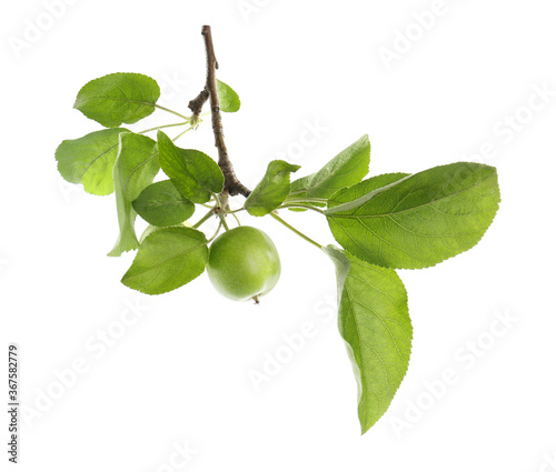 Wallpaper Mural Tree branch with green apples isolated on white Torontodigital.ca