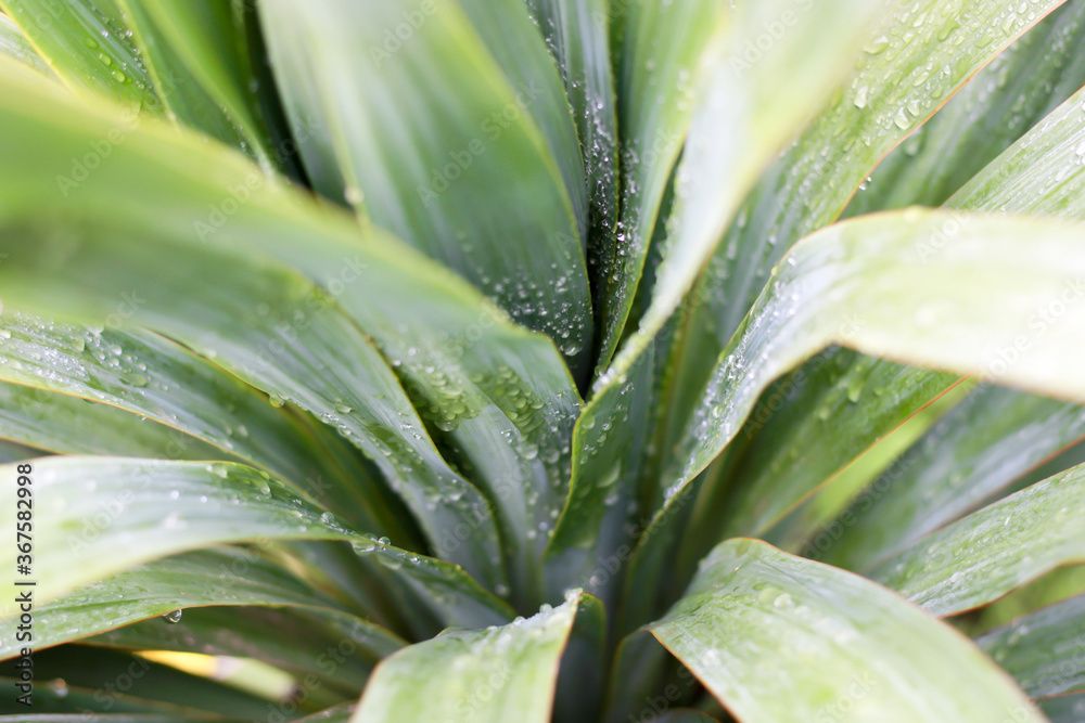 Fototapeta premium little palm tree in the garden, background 