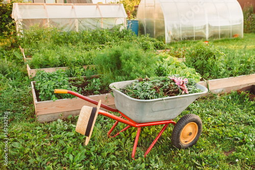 A vegetable garden with greenhouses, a wheelbarrow with grass and beds. Tools for working on a dacha plot