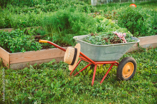 A wheelbarrow with grass stands near the beds of greenery. Tools for working in the garden