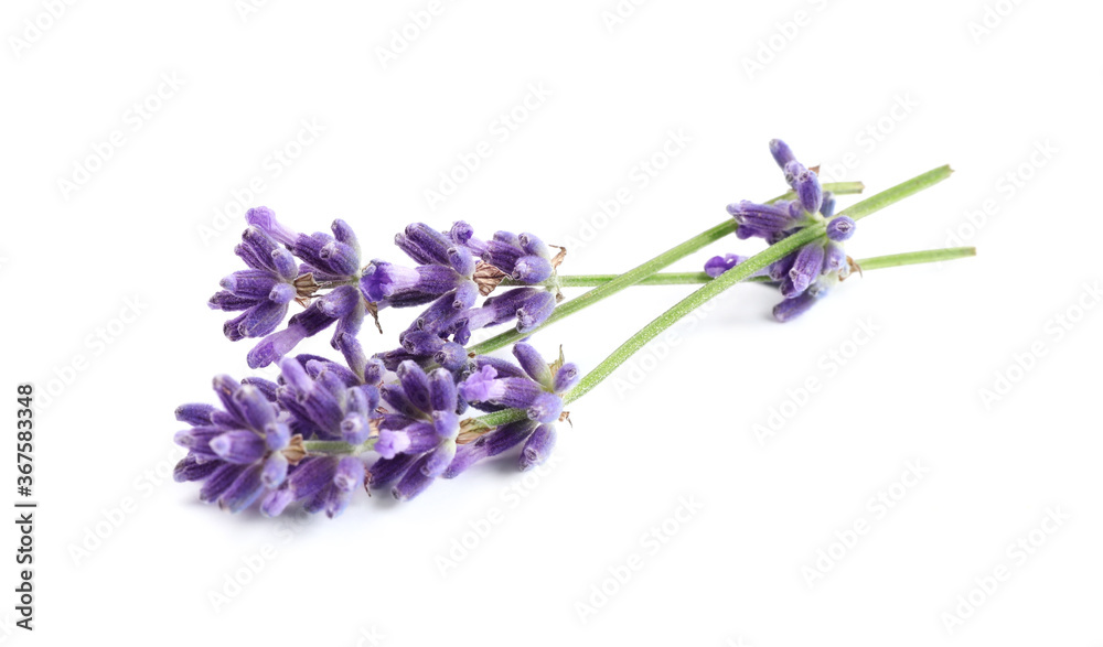 Fototapeta premium Beautiful blooming lavender flowers on white background