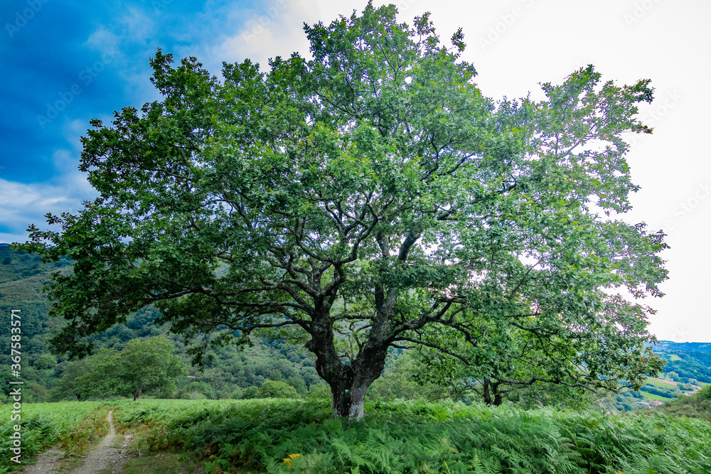 Zonas verdes, naturaleza del entorno de Zugarramurdi y Urdazubi Zonas verdes, naturaleza del entorno de Zugarramurdi y Urdazubi