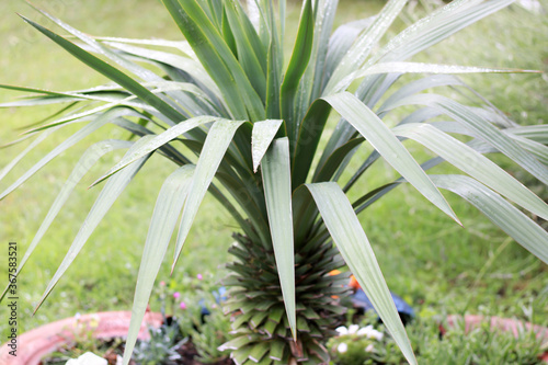 little palm tree in the garden  background 