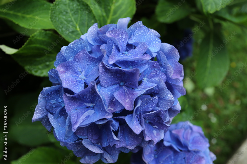 blue hydrangea Hortensie flower after the rain blue hydrangea Hortensie flower after the rain