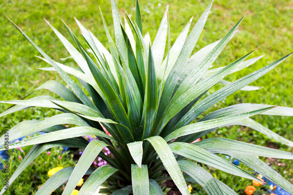 Fototapeta premium little palm tree in the garden, background 
