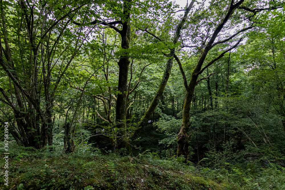 Zonas verdes, naturaleza del entorno de Zugarramurdi y Urdazubi Zonas verdes, naturaleza del entorno de Zugarramurdi y Urdazubi