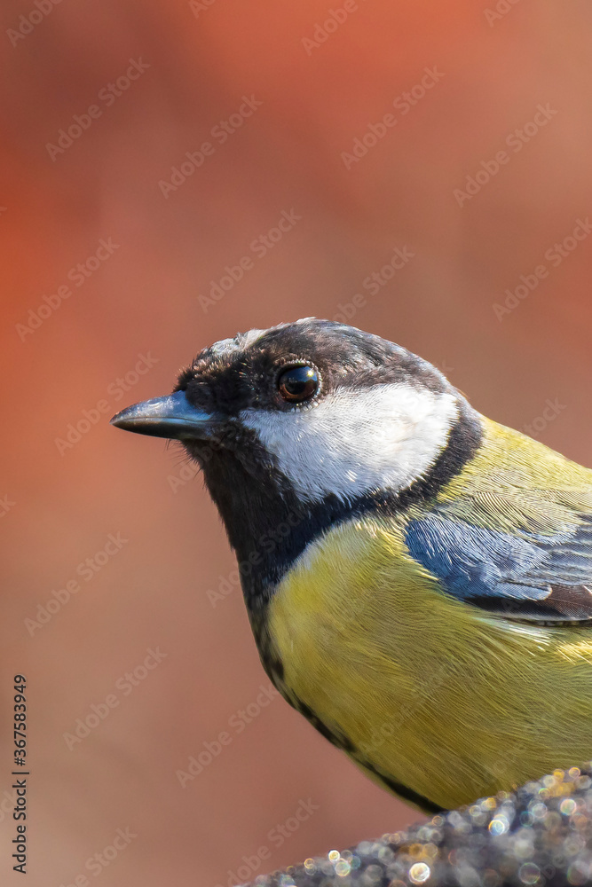Obraz premium Parus major Great tit bird closeup