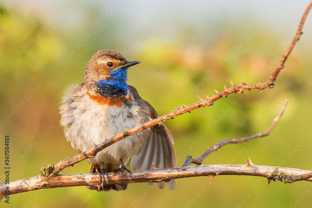 Closeup of a blue-throat bird Luscinia svecica cyanecula singing in a tree Closeup of a blue-throat bird Luscinia svecica cyanecula singing in a tree