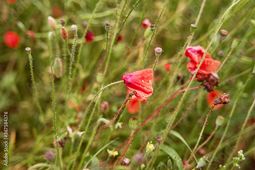 Meadow with beautiful bright red poppy flowers in spring. High-quality photo © Dima Anikin