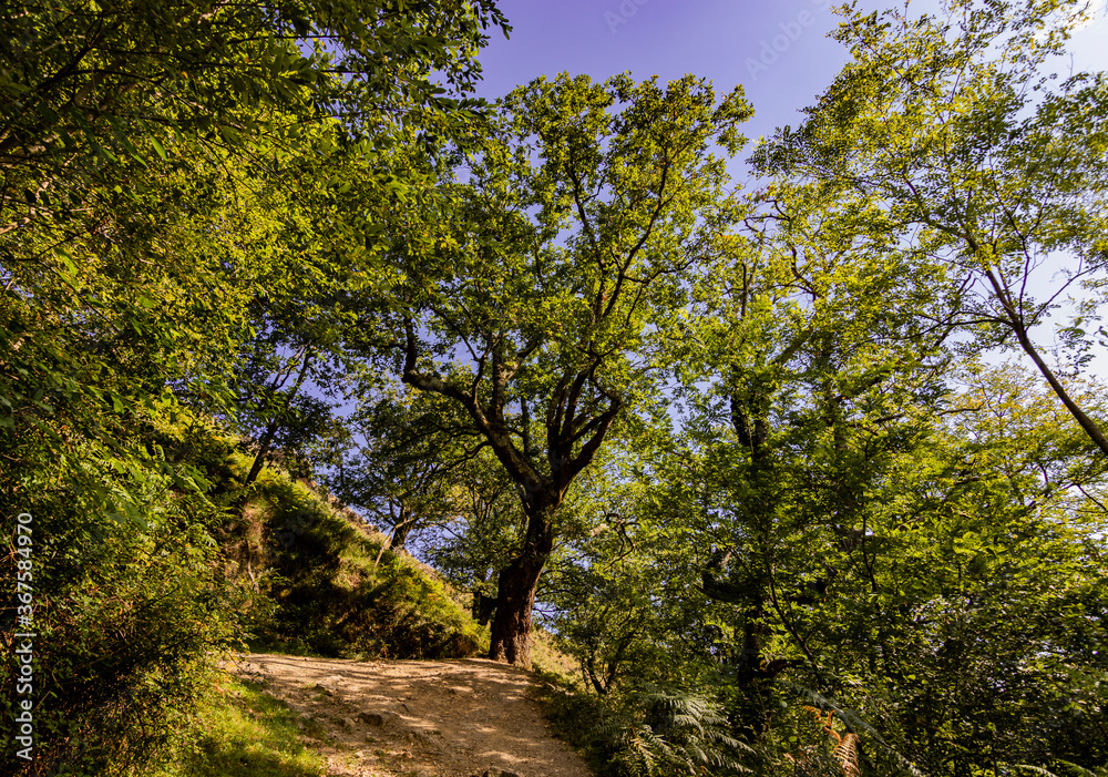 Naklejka premium Zonas verdes, naturaleza del entorno de Zugarramurdi y Urdazubi