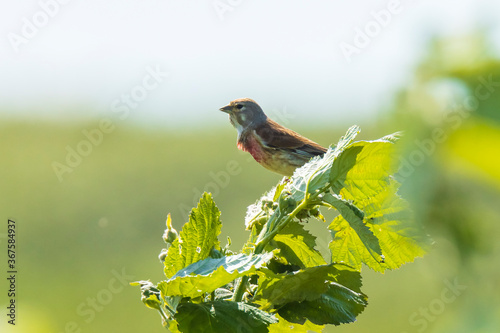 Linnet bird male, Carduelis cannabina singing photo