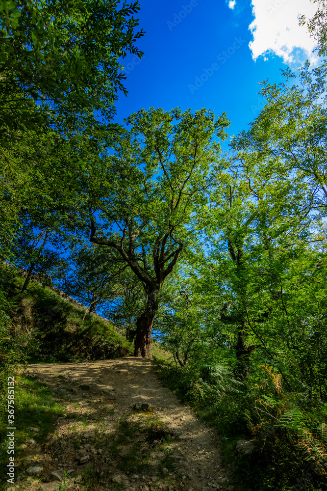 Zonas verdes, naturaleza del entorno de Zugarramurdi y Urdazubi Zonas verdes, naturaleza del entorno de Zugarramurdi y Urdazubi