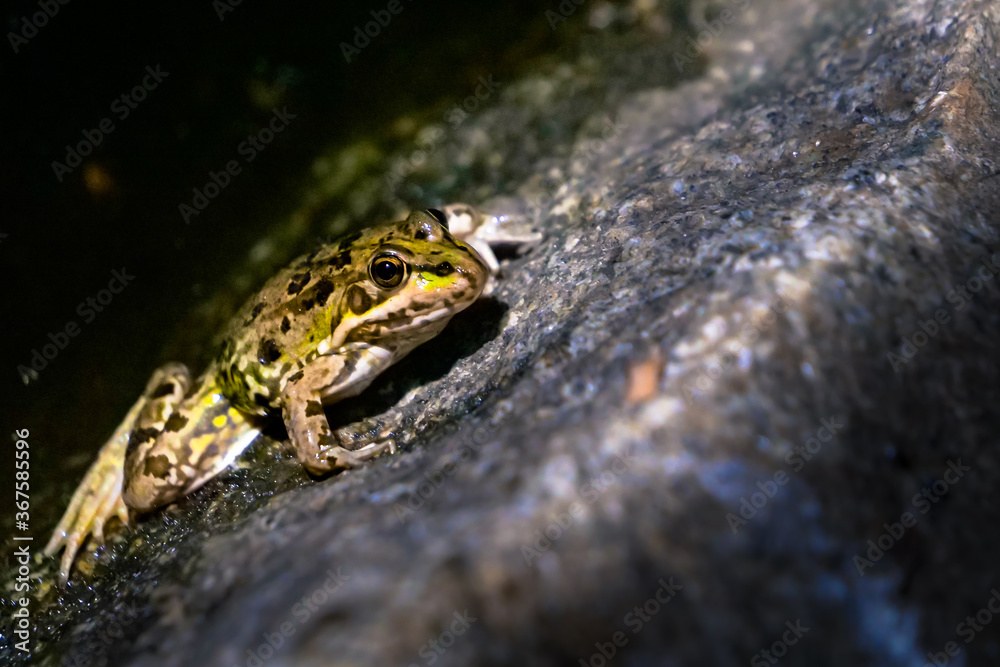 Fototapeta premium Rana en Charca