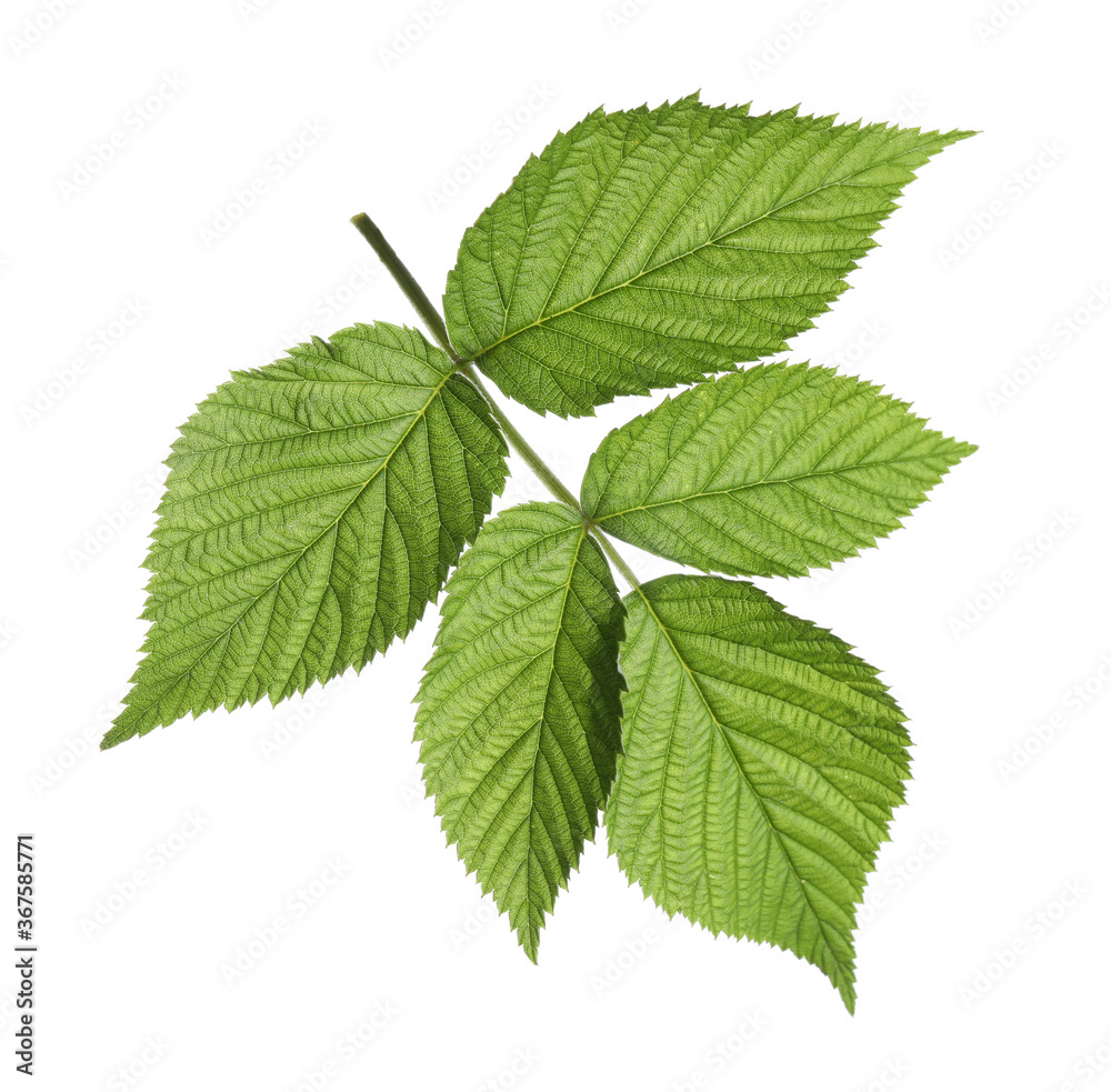 Fresh green raspberry leaves isolated on white Fresh green raspberry leaves isolated on white