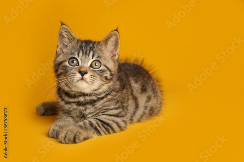 Cute tabby kitten on yellow background. Baby animal © New Africa