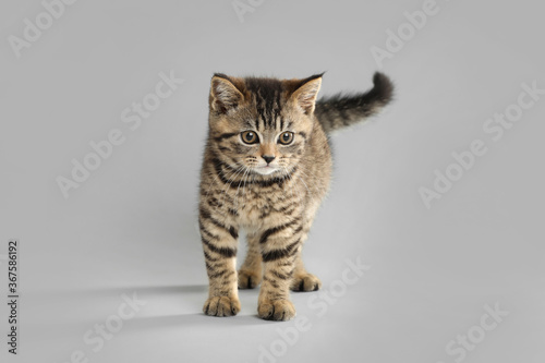 Cute tabby kitten on light grey background. Baby animal