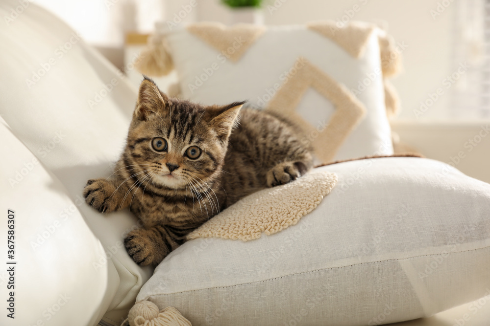 Cute tabby kitten on sofa indoors. Baby animal