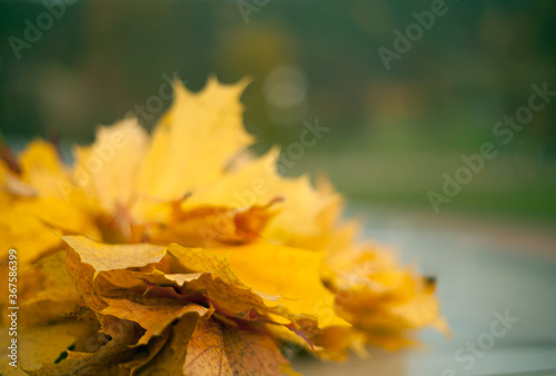 Yellow maple leaves on a green background