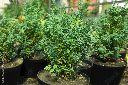 Potted trees in greenhouse, closeup. Planting and gardening