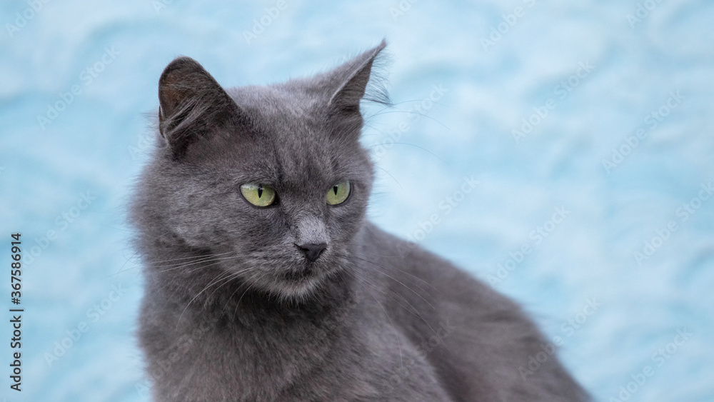 Gray cat close up on a light blue background