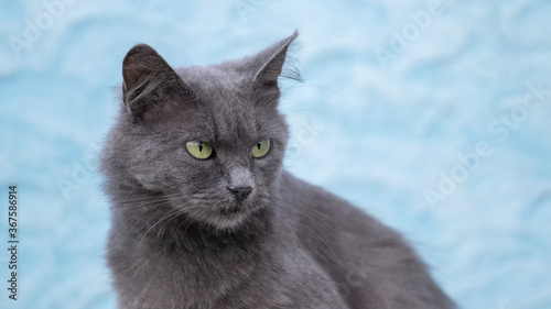 Gray cat close up on a light blue background