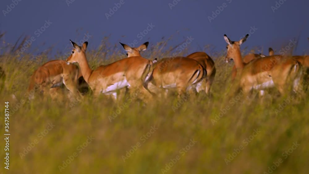Herd of impala females with one lyre-horned male before the storm at sunset. Black clouds dramatic background Herd of impala females with one lyre-horned male before the storm at sunset. Black clouds dramatic background