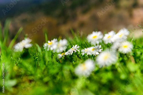 Spring, field chamomile. Alsace, France