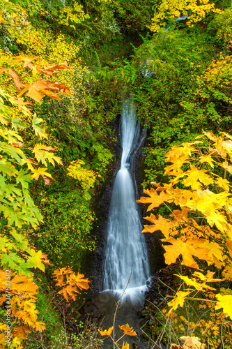 Shepards Del Falls in the Columbia River Gorge National Scenic Area.  .  Maple trees are in Autumn fall color
